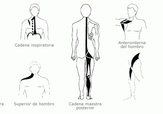 Conociendo las cadenas musculares